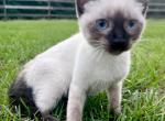 Freya - Siamese Kitten For Sale - Columbus, GA, US