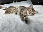 Peanut and Sienna - Scottish Straight Kitten For Sale - Prior Lake, MN, US