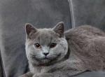 Lily&Blue - Scottish Straight Kitten For Sale - 