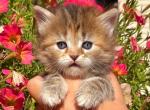 Lorelei - Siberian Kitten For Sale - Clintwood, VA, US