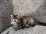 Girl Siberian Purebred Black Brown Torbie - Siberian Kitten For Sale - Old Bridge, NJ, US