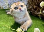 Kitty - Scottish Fold Kitten For Sale - Vancouver, WA, US