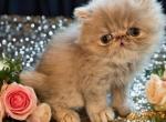 Blue long hair female  perfect personality - Persian Kitten For Sale - Dornsife, PA, US