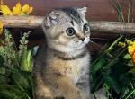 Annette Litter Spring 24 - Scottish Fold Kitten For Sale - 