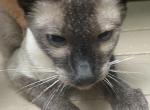 Kitya - Siamese Cat For Sale/Retired Breeding - CO, US