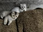Beast  Litter Spring 24 - Scottish Fold Kitten For Sale - 