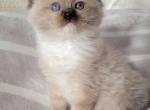 Bueatiful Ragdoll Boy - Ragdoll Kitten For Sale - Southwick, MA, US