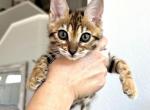 Spotted Girl - Bengal Kitten For Sale - 