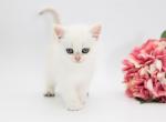 Woodrow - British Shorthair Kitten For Sale - Ashburn, VA, US
