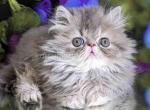 Sonya gray persian exotic longhair blue tabby - Persian Kitten For Sale - Dallas, TX, US