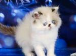 Zefir blue eyes persian longhair exotic face - Persian Kitten For Sale - Dallas, TX, US