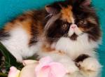 Miranda calico tricolor persian longhair exotic - Persian Kitten For Sale - Dallas, TX, US