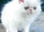 Adam white & cream persian exotic longhair boy - Persian Kitten For Sale - Dallas, TX, US