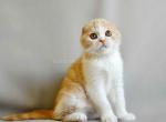 Multik creamy bicolor scottish fold baby boy - Scottish Fold Kitten For Sale - Dallas, TX, US