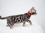 Aprils litter - Bengal Kitten For Sale - Arvada, CO, US