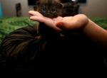 Teddy - Domestic Kitten For Adoption - Fort Worth, TX, US