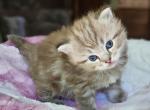 Seal sepia lynx - Ragdoll Kitten For Sale - Farmville, VA, US