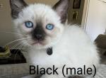 MALE BLACK COLLAR - Siamese Kitten For Sale - Philadelphia, PA, US