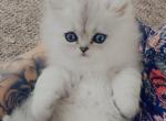 Persian boys and girls - Persian Kitten For Sale - 