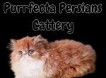 CFA Red bicolor male persian kitten - Persian Kitten For Sale - Woodburn, IN, US