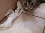 Lollie - Domestic Kitten For Sale - 