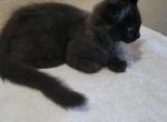 Coal - Maine Coon Kitten For Sale - Cottonwood, CA, US
