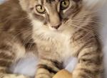 Tampa - Maine Coon Kitten For Sale - Cottonwood, CA, US