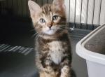 Maze - Bengal Kitten For Sale - 