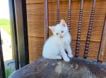 Prince Carl - Domestic Kitten For Sale - Chambersburg, PA, US