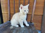 Prince Capsium - Domestic Kitten For Sale - Chambersburg, PA, US