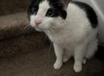 Smokey - Domestic Cat For Adoption - Layton, UT, US