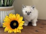 Ragdoll Kittens Ready For Summer - Ragdoll Kitten For Sale - 