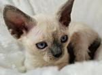 Yuna - Devon Rex Kitten For Sale - Williamsburg, VA, US