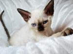 Mochi - Devon Rex Kitten For Sale - Williamsburg, VA, US