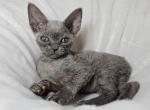 Kimchi - Devon Rex Kitten For Sale - Williamsburg, VA, US