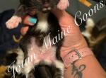 Paxton - Maine Coon Kitten For Sale - Greensburg, IN, US