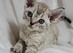 Nori - Devon Rex Kitten For Sale - Williamsburg, VA, US