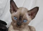 Tofu - Devon Rex Kitten For Sale - Williamsburg, VA, US