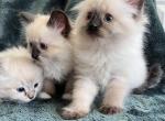 Siberians - Siberian Kitten For Sale - Virginia Beach, VA, US
