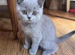 Polly litter born April 13 - British Shorthair Kitten For Sale - Eugene, OR, US