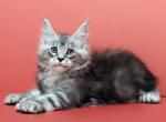 Bogvard - Maine Coon Kitten For Sale - Philadelphia, PA, US