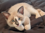 Fatsy - Snowshoe Kitten For Adoption - 