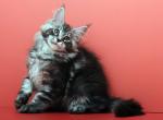 Brilliant - Maine Coon Kitten For Sale - Philadelphia, PA, US