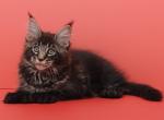 Brabus - Maine Coon Kitten For Sale - Philadelphia, PA, US