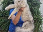 Sadora - Maine Coon Kitten For Sale - Philadelphia, PA, US
