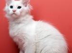 Xavier - Maine Coon Kitten For Sale - Philadelphia, PA, US