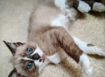 Toffee - Snowshoe Kitten For Sale - 