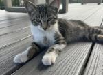 Blue - Domestic Kitten For Adoption - Saline, MI, US