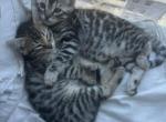 Oreo - Bengal Kitten For Sale - New York, NY, US