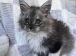 Male A1 - Maine Coon Kitten For Sale - Miami, FL, US